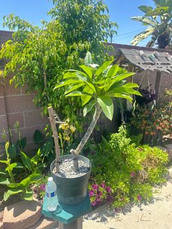 White & yellow Plumeria plant