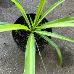 Plants 