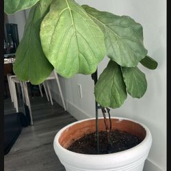 Beautiful Healthy Fiddle Leaf 🍃 in Big Ceramic Planter - 4ft Tall 