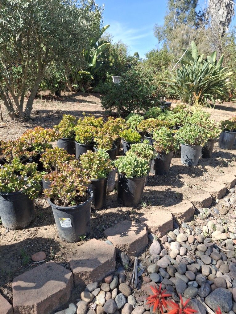 Succulent Plants