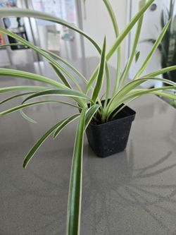Spider Plant