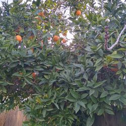 Oranges Lemons You Pick 10 For 1$