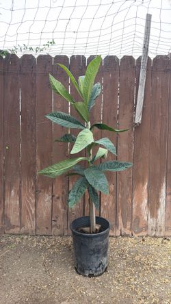 Nispero  /Loquats