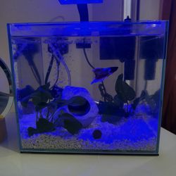 Fish Tank 2.5 Gallon 
