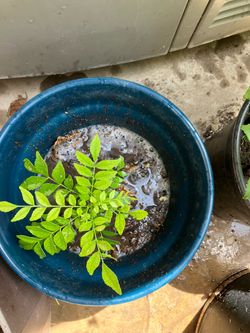 Curry Plant