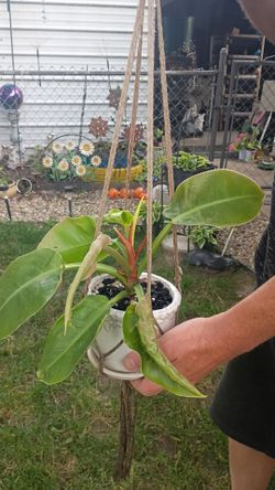 Philodendron