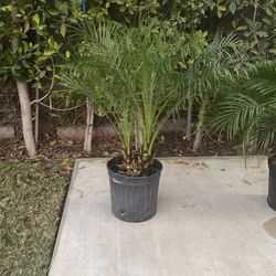 Pygmy Palm