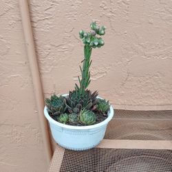 suculent redy to bloom