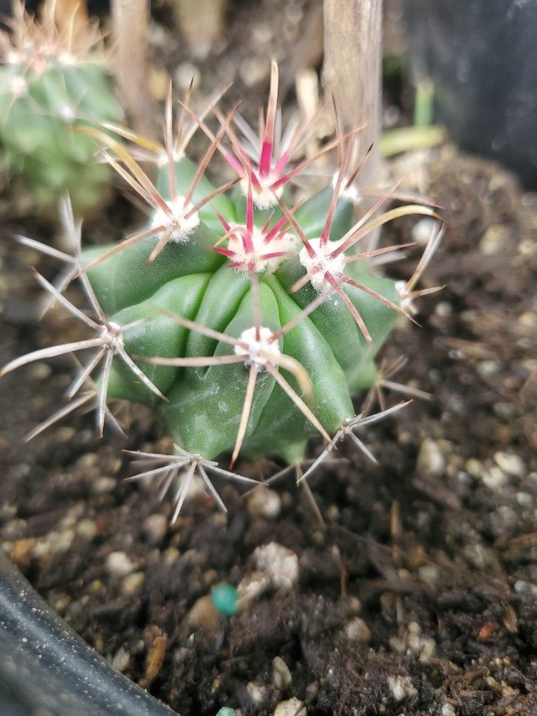 Barrel Cactus, Coville's