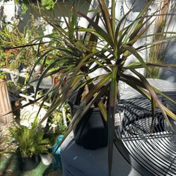 Madascar Dracaena Plant 