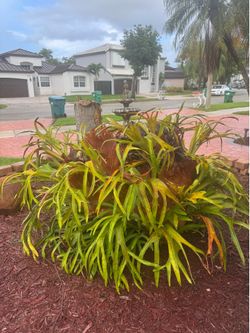 Giant Staghorn