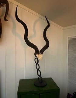 Kudu Horns and skull plate