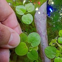 Amazon Frogbit Easy Floating Plants for Aquariums or Ponds
