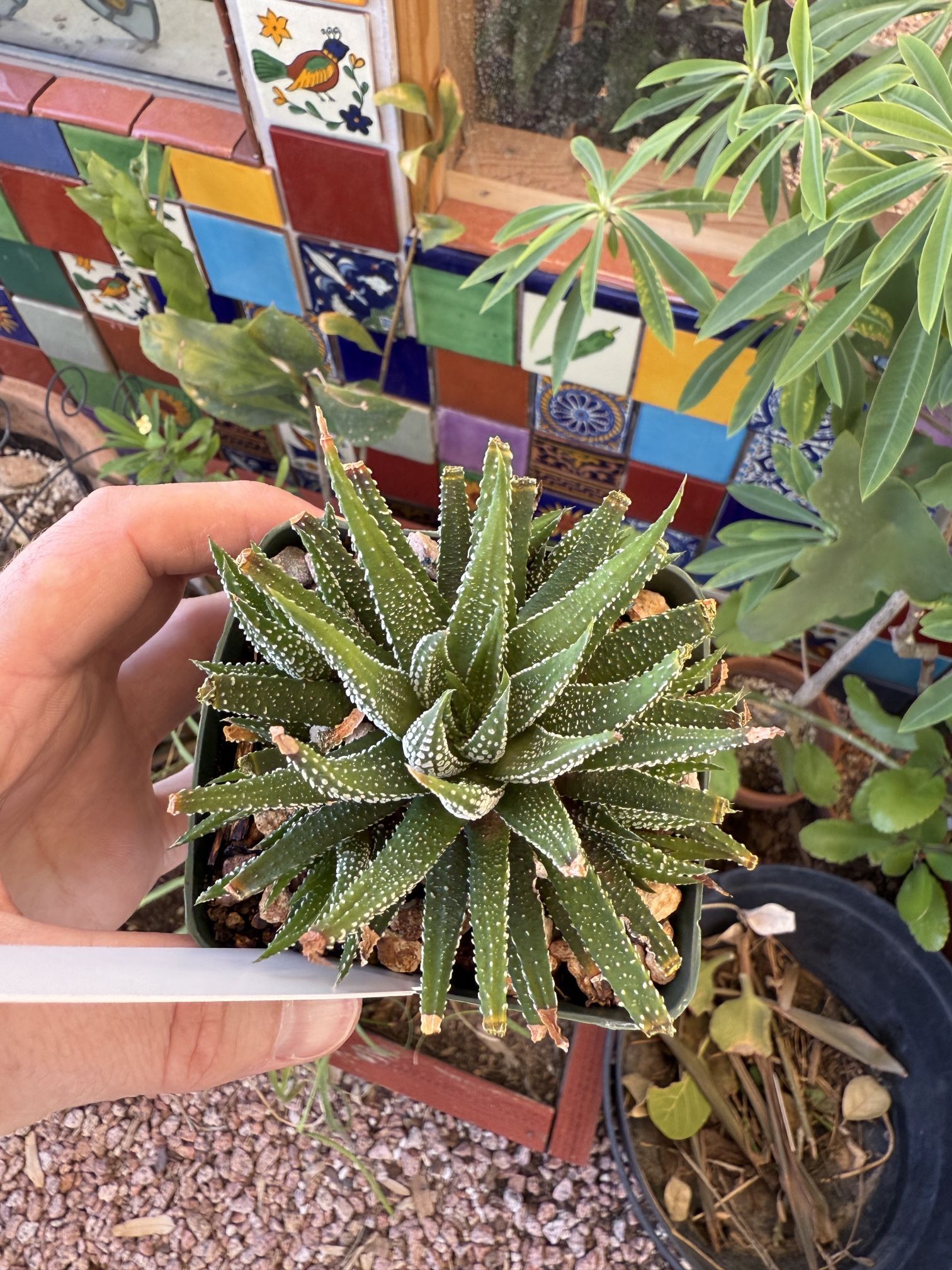 The Zebra Haworthia