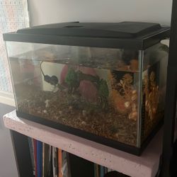 Fish Tank With Pump And Filter And Accessories
