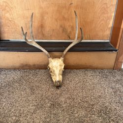 RARE Natural Whitetail DEER; RAW Skull with Asymmetrical Antlers, European Mount