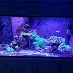 Saltwater aquarium top for sale