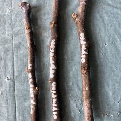 $5 fig cuttings with parafilm m tape (shipping available) pickup in modesto ca