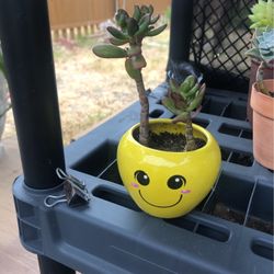 Succulent 