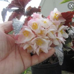 4” Begonia Fannie Mooser