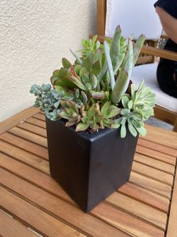 Succulent pot