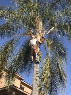 Palm trimming