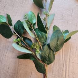 Green Seeded Oval Eucalyptus