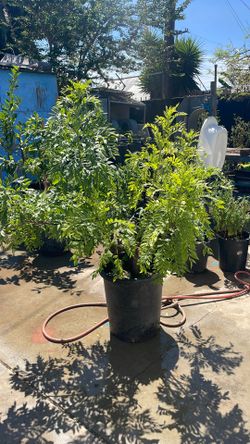 arbol de sirguelo 180 limon persa en 110 con fruta