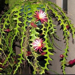 Ric Rac Cactus Cuttings 