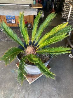 Sago palm.