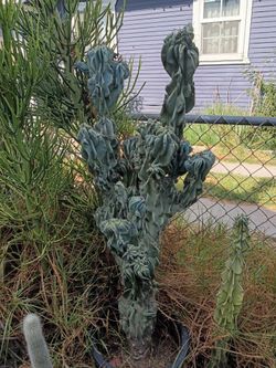Monstrous Apple cactus plant