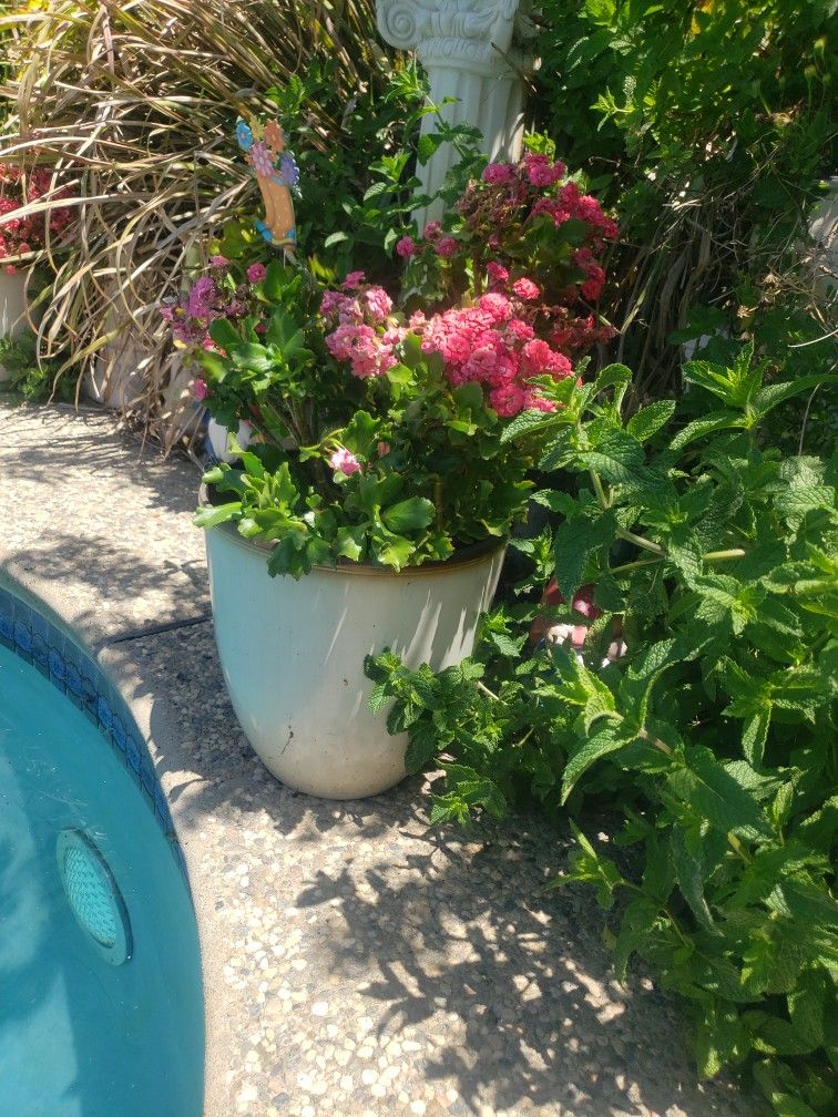 Two Gorgeous Flowers 💐 With Pot