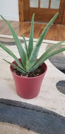 Aloe vera Healthy and best air purifying house plant in the new pot