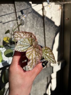 Begonia snowcapped variegated A