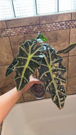 Alocasia Polly