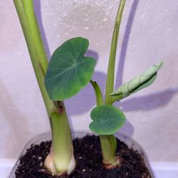 Taro Plant/Elephant Ear Plants