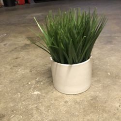 White Vase Plant 