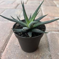 Succulent Plant 🪴 