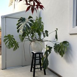 Monstera Deliciosa Live Indoor Potted House Plant
