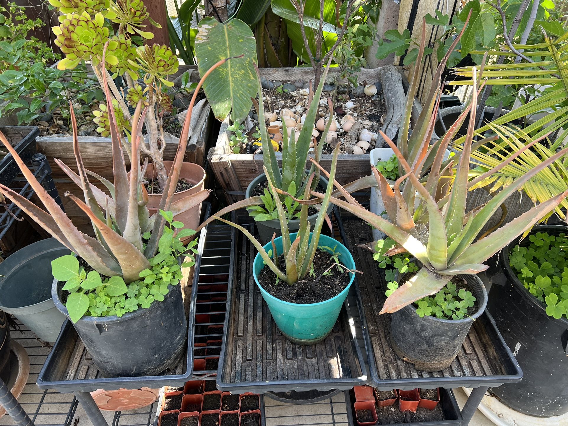 Aloe Vera Plants