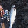 fish slayer