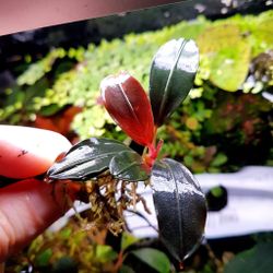 Bucephlandra lady pink $20