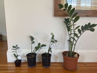 ZZ Plant (Zamioculcas Zamiifolia)