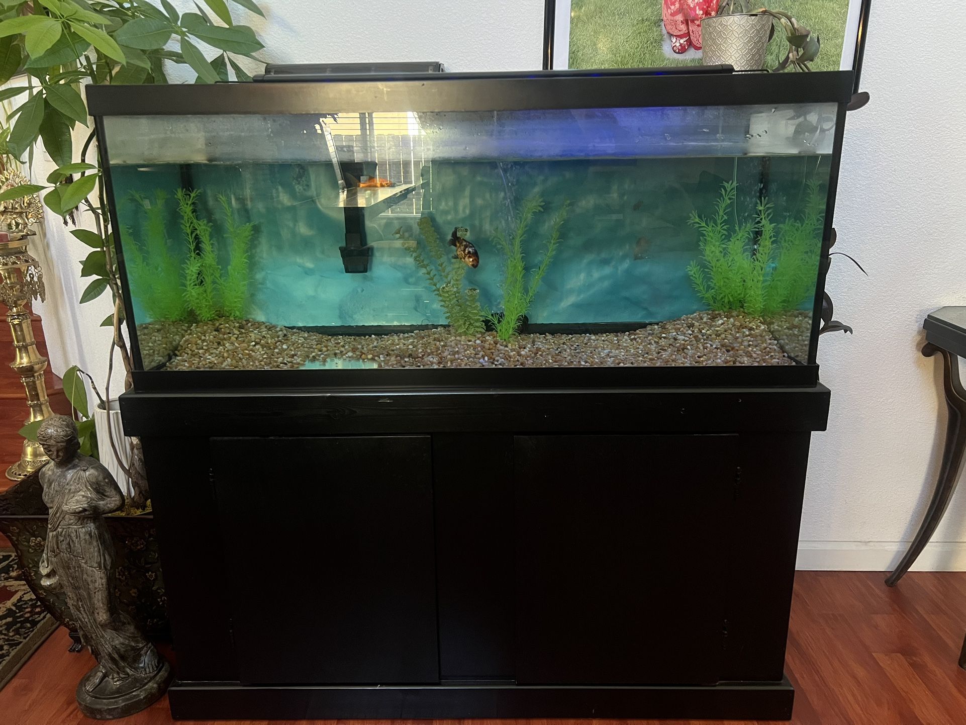 Fish tank Aquarium 