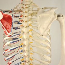 Life Size Anatomical Human Skeleton Model