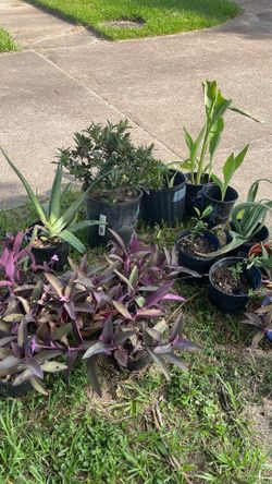 Various plants for sale - 1$-10$