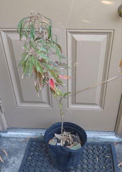 Acalypha Landscape plant
