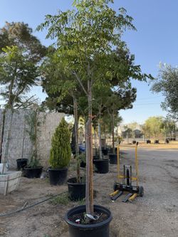Mimosas y jacarandas 24 galones🌳