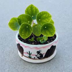 Succulents plants 🪴