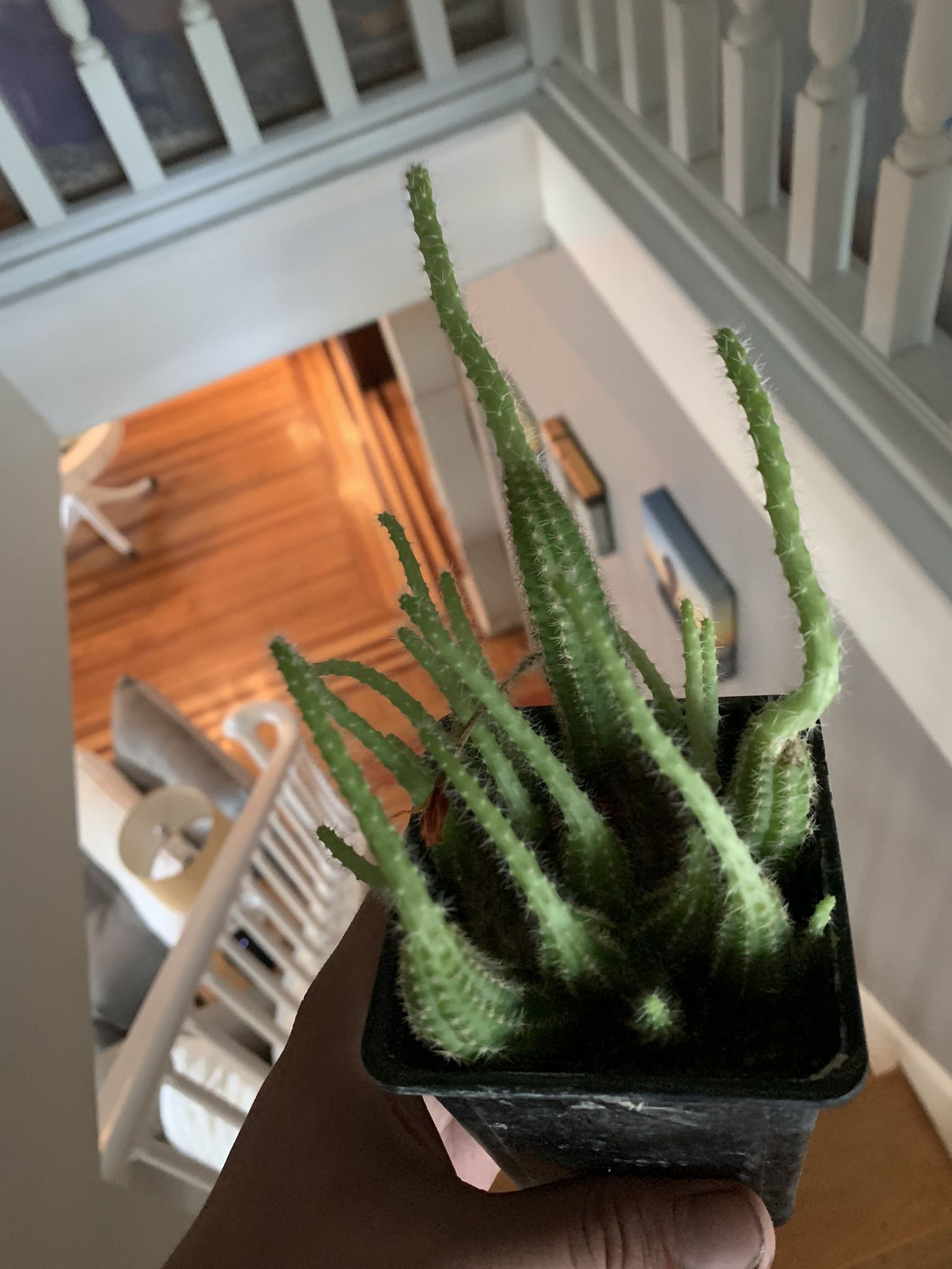 Peanut Cactus Plants!! $12 Each!!